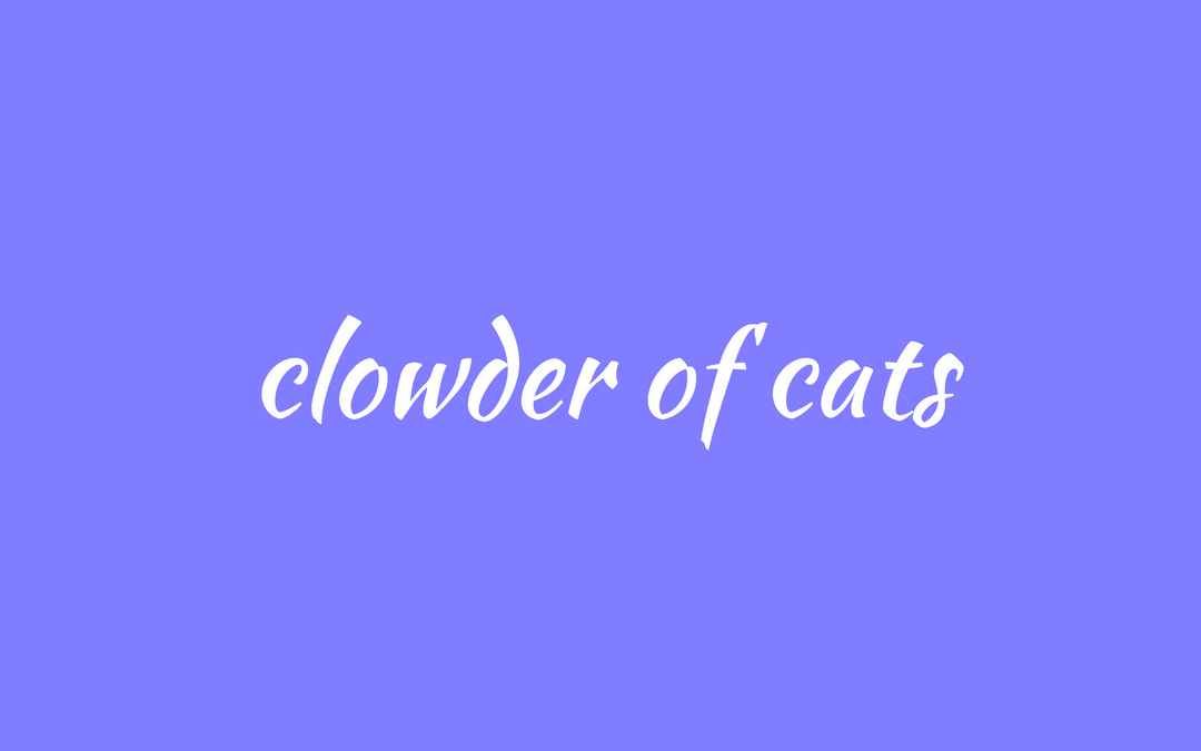 A clowder of cats
