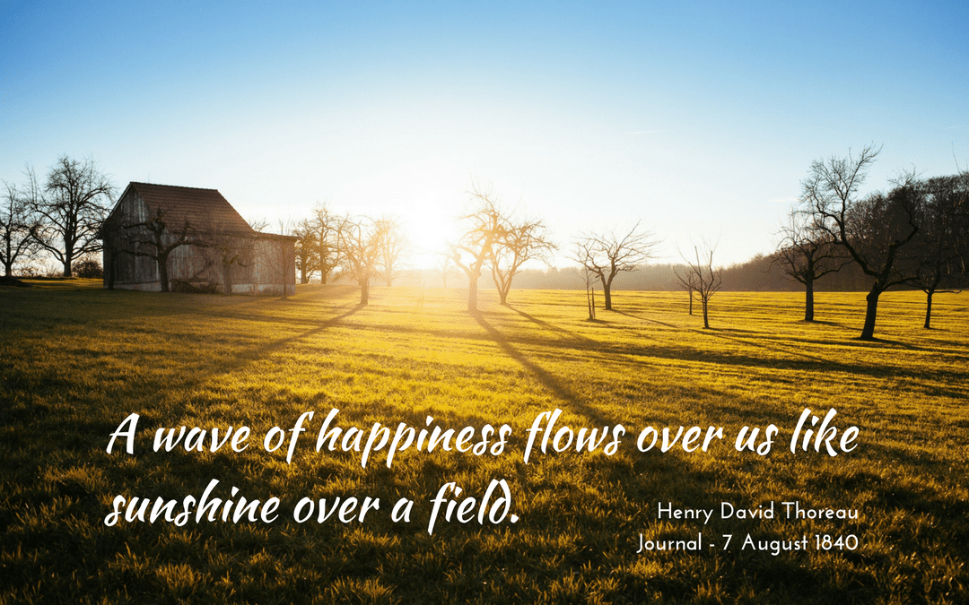 like-sunshine-over-a-field-www-writingredux